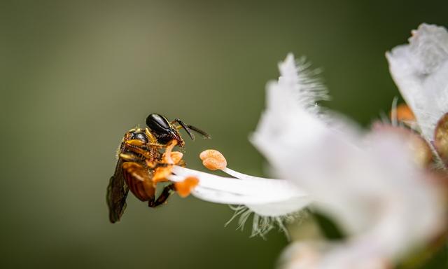 Biotour de las abejas en Barichara